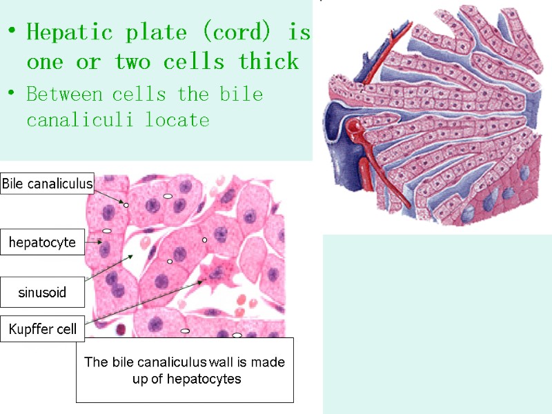 Hepatic plate (cord) is one or two cells thick Between cells the bile canaliculi